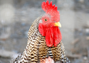 Photo of a chicken behind a fence by Sh4rp_i